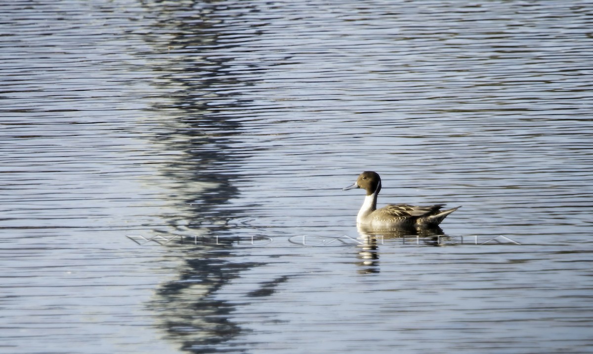 Northern Pintail - ML611300965