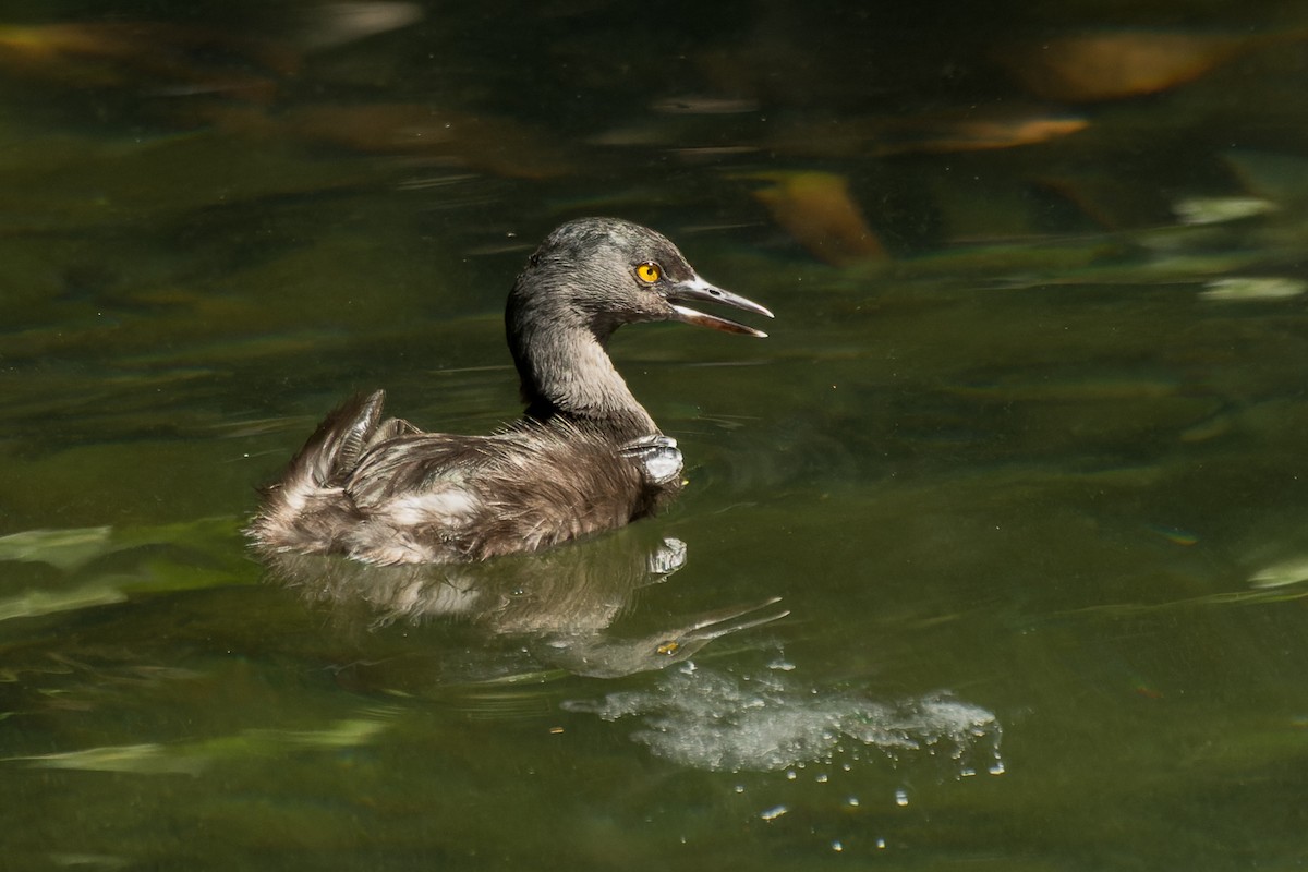 Least Grebe - ML611301006