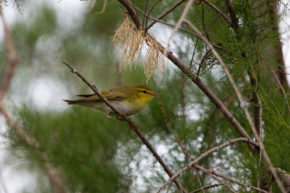 Wood Warbler - ML611301012