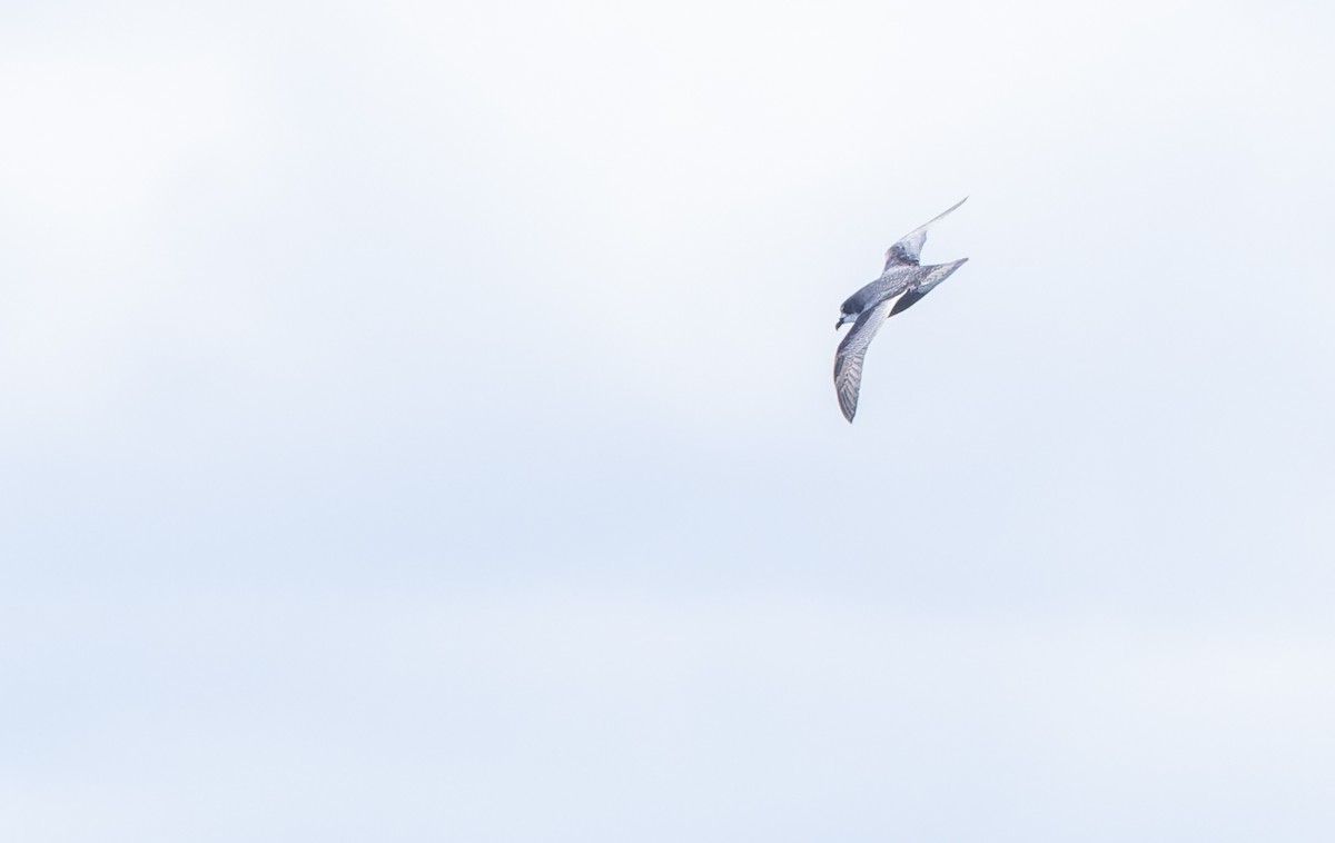 Mottled Petrel - ML611301076