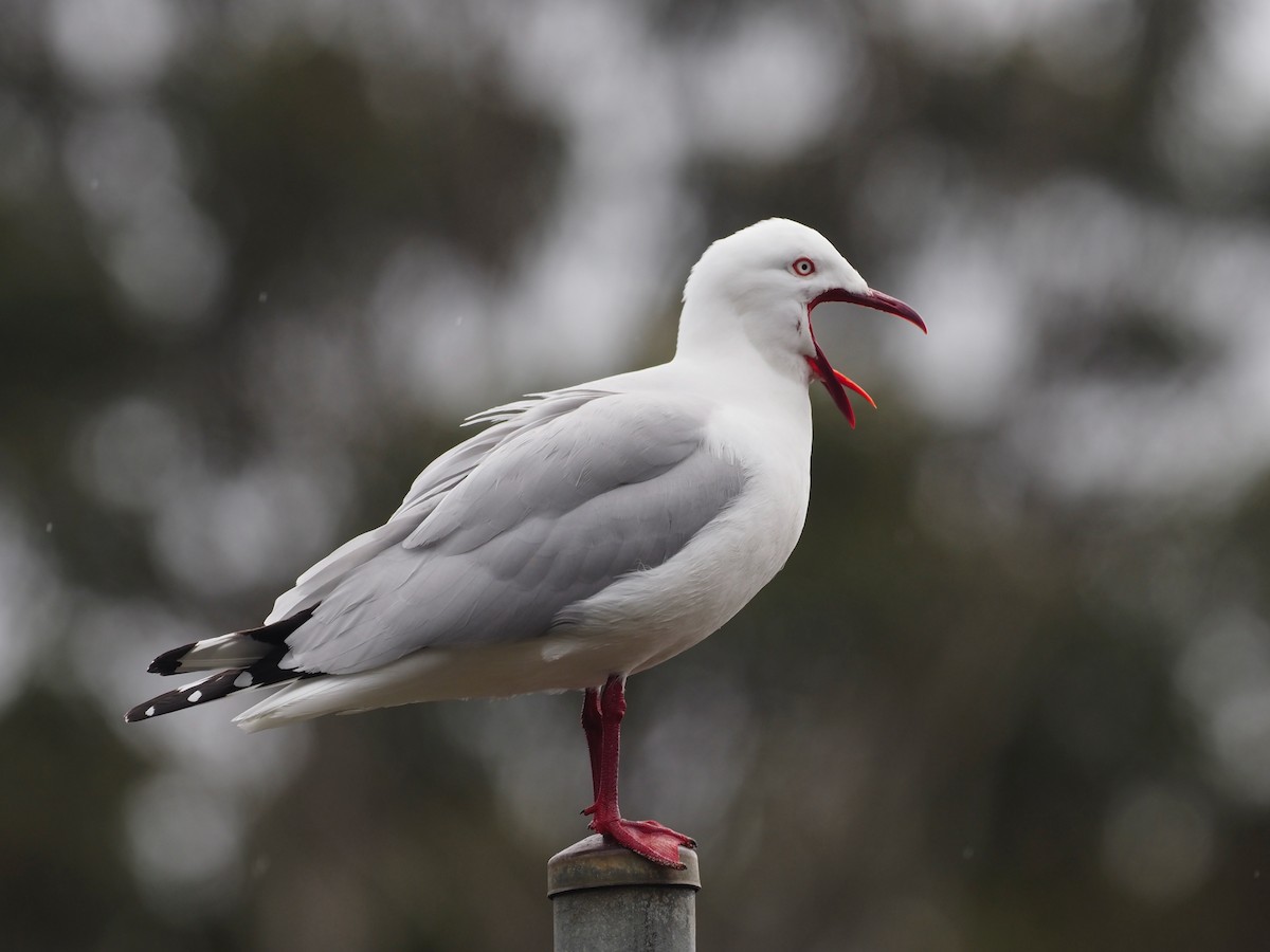 Gaviota Plateada - ML611301113