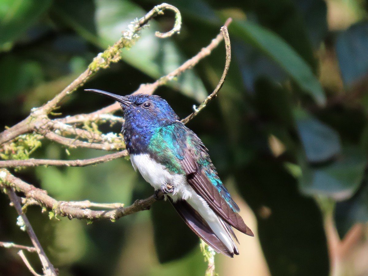 White-necked Jacobin - ML611301245