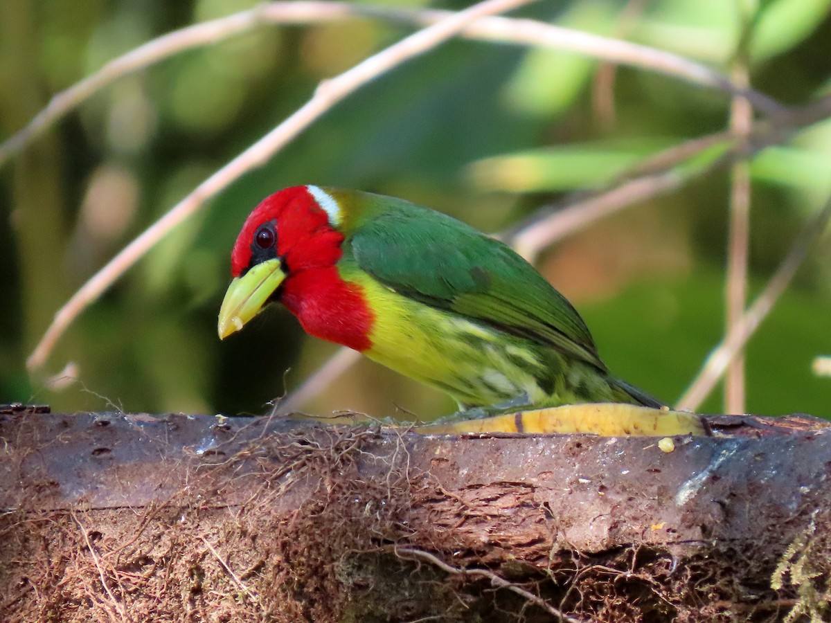 Red-headed Barbet - ML611301395