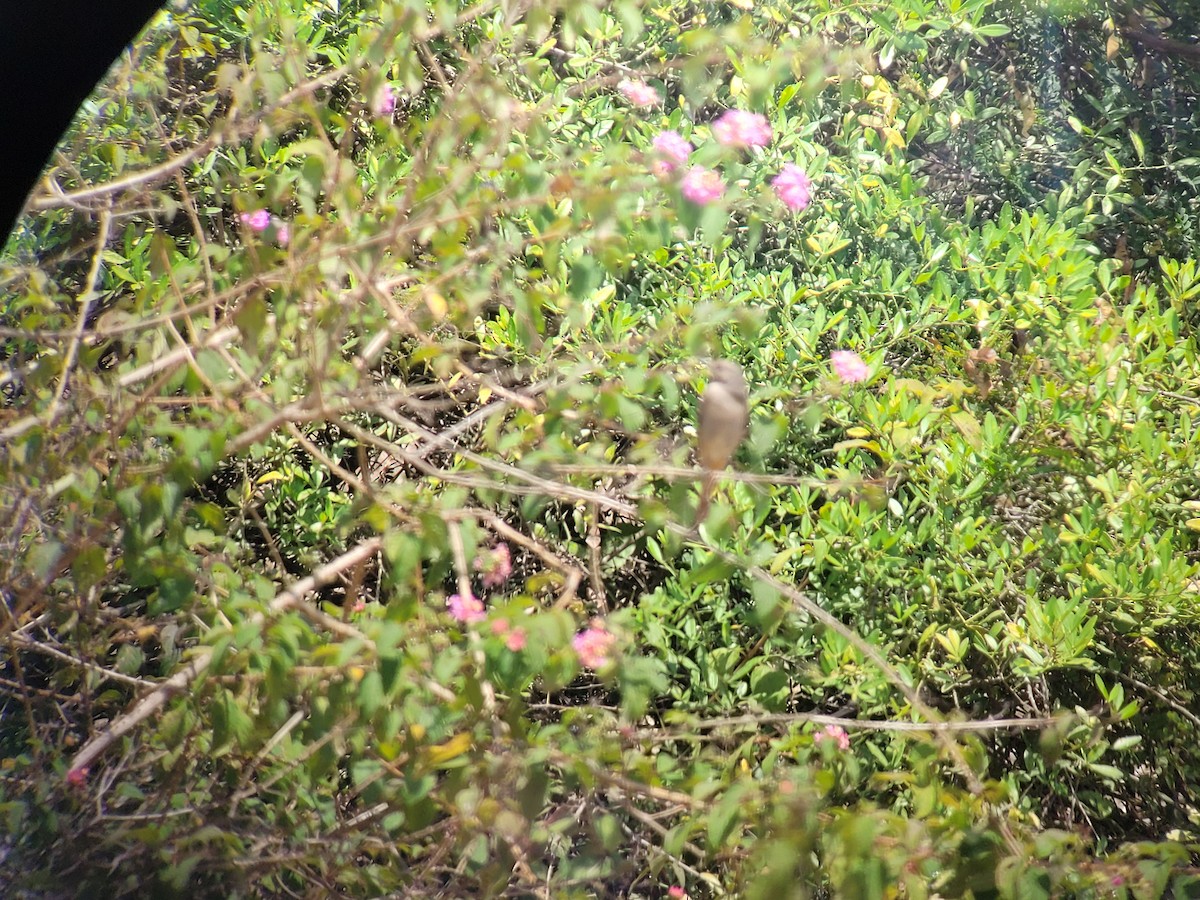 Black Redstart - ML611301496