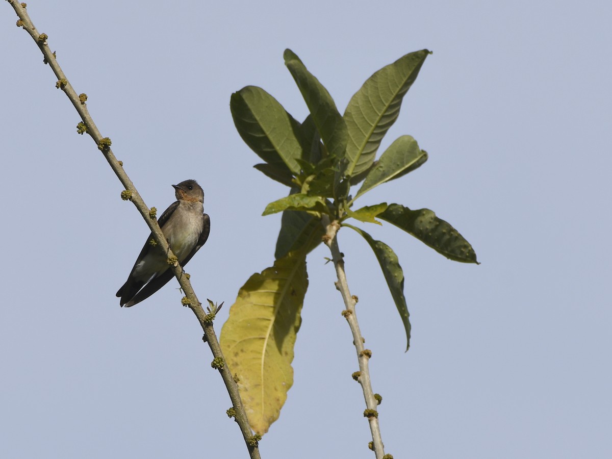 Southern Rough-winged Swallow - ML611301526