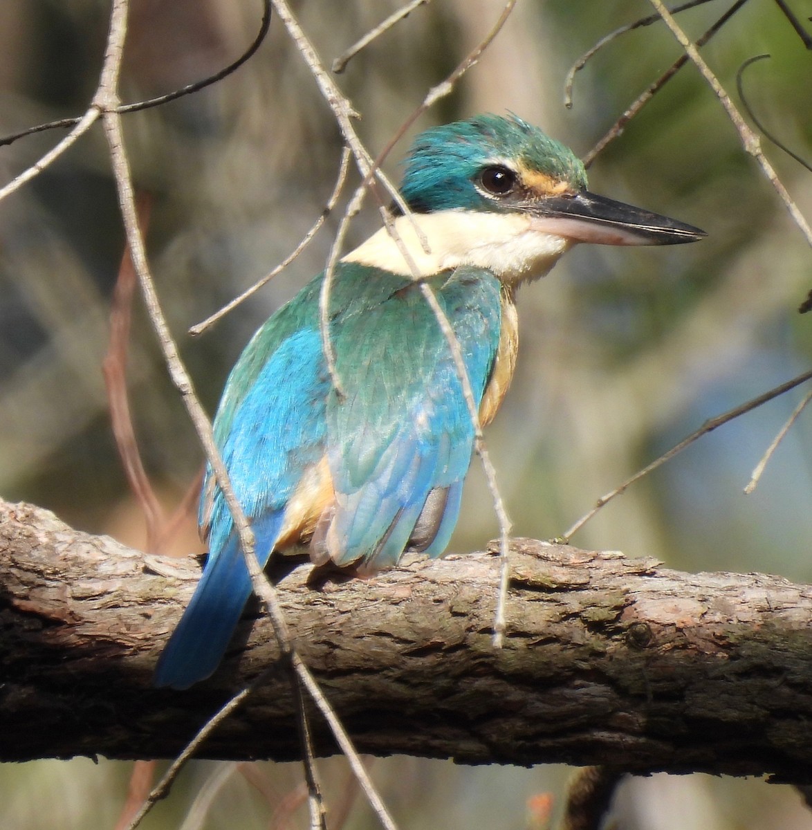 Sacred Kingfisher - ML611301546