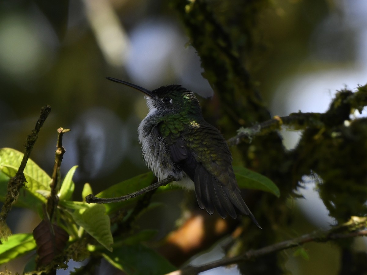 kolibřík andský - ML611301600