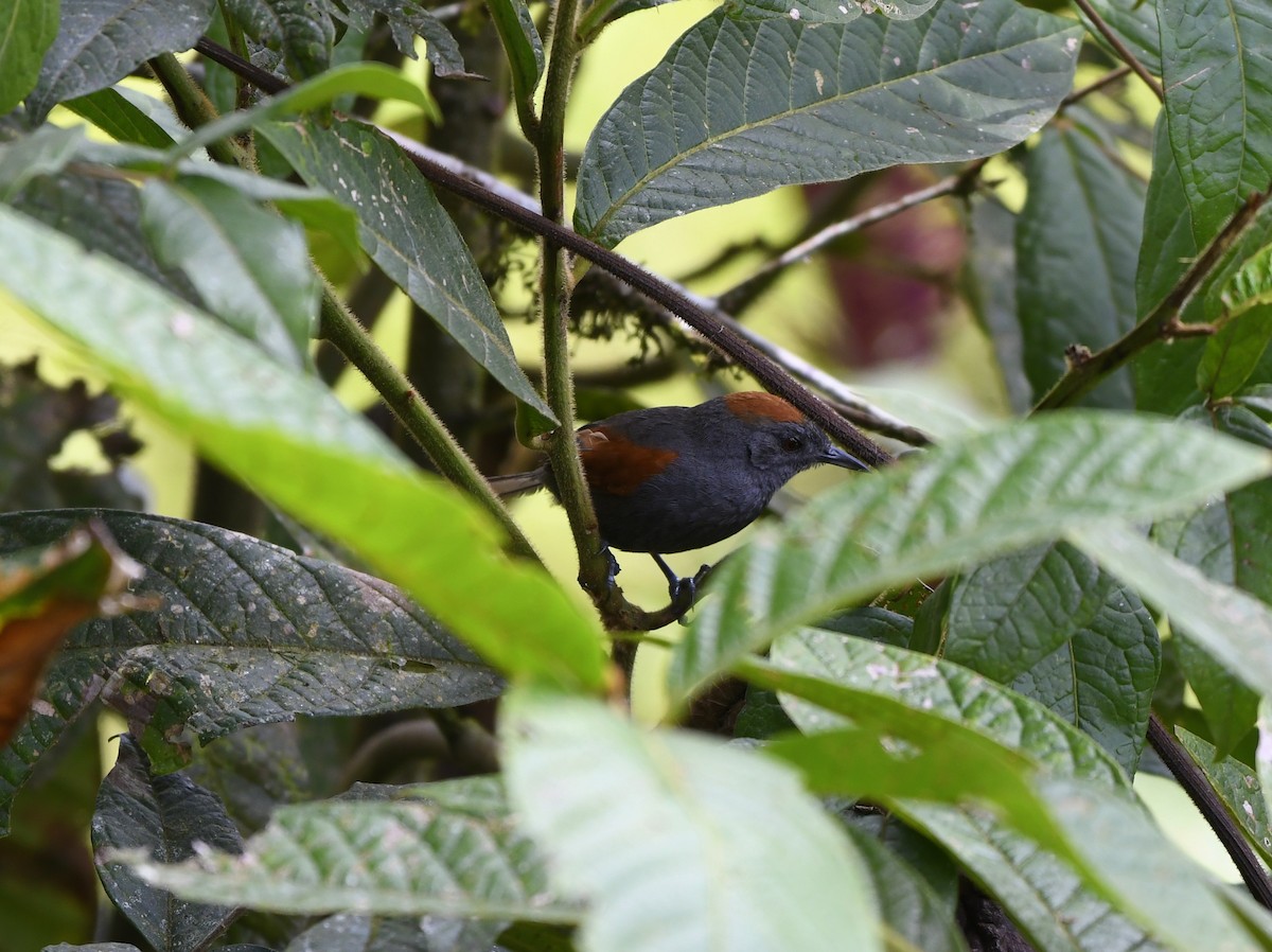 Slaty Spinetail - ML611301636