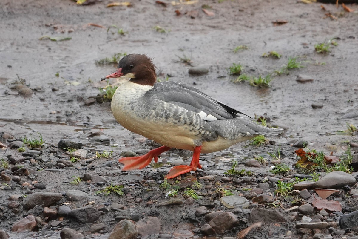 Common Merganser - Ray Scally