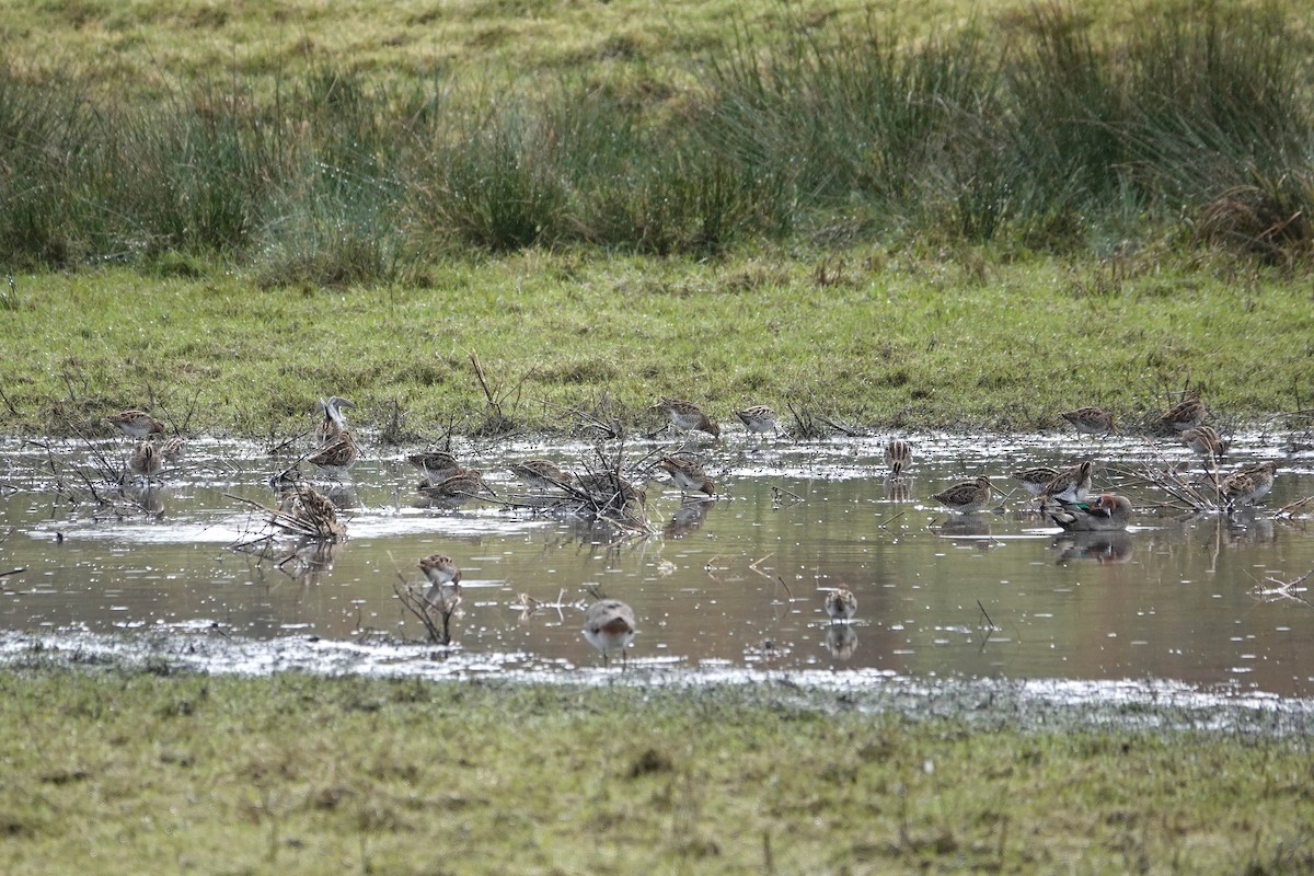 Common Snipe - ML611301711