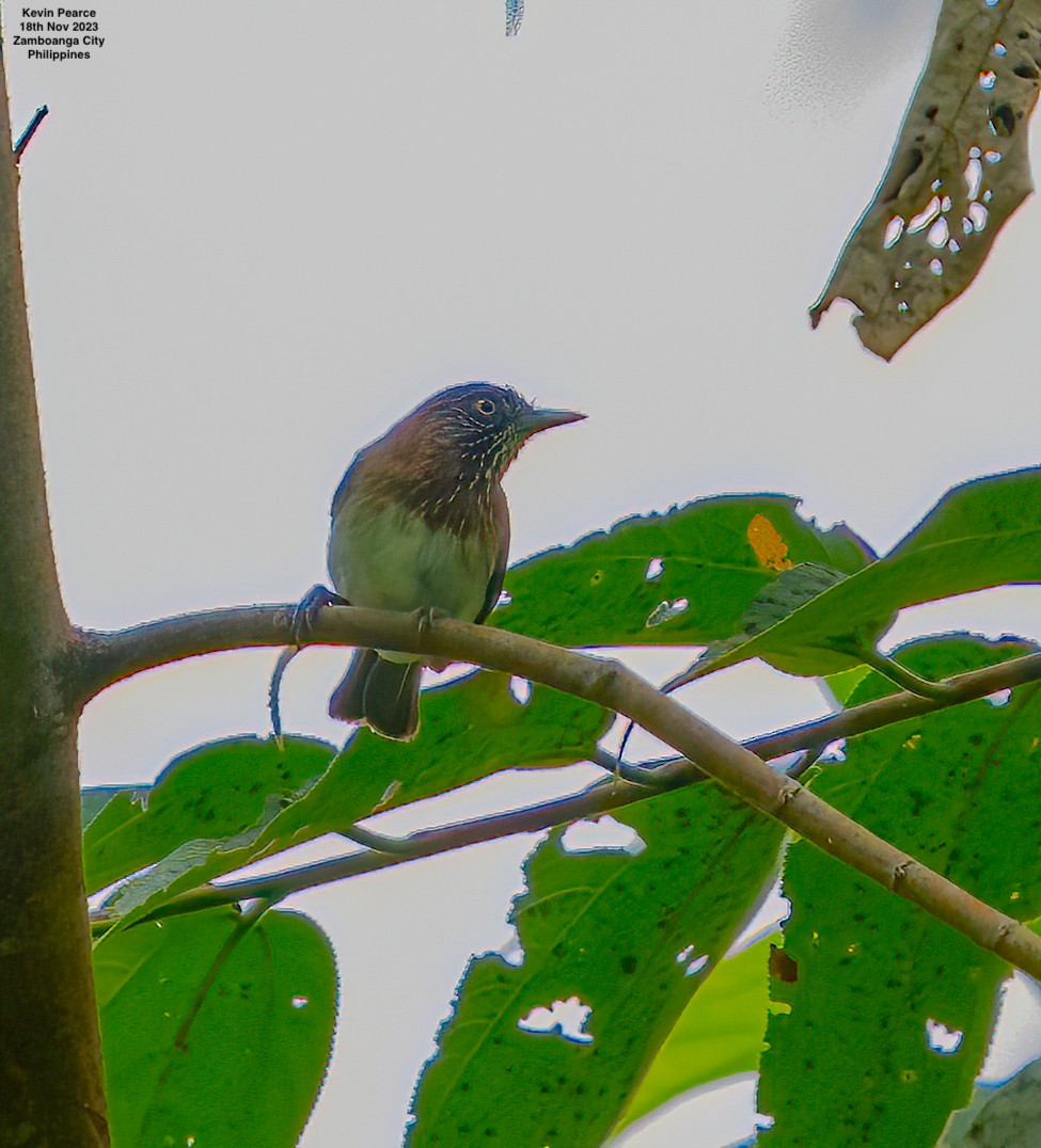 Mindanao Pygmy-Babbler - ML611301745