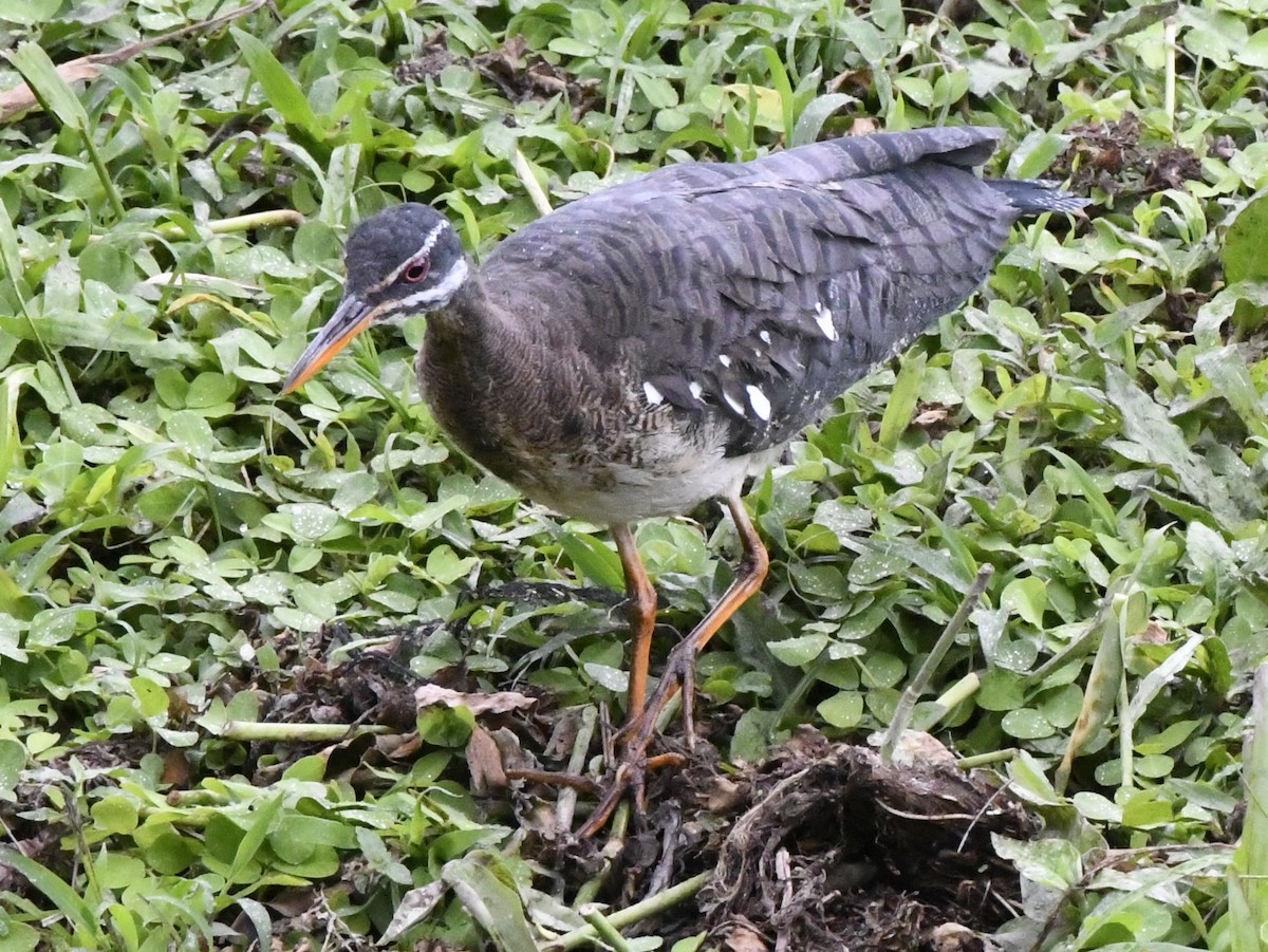 Sunbittern - ML611301763