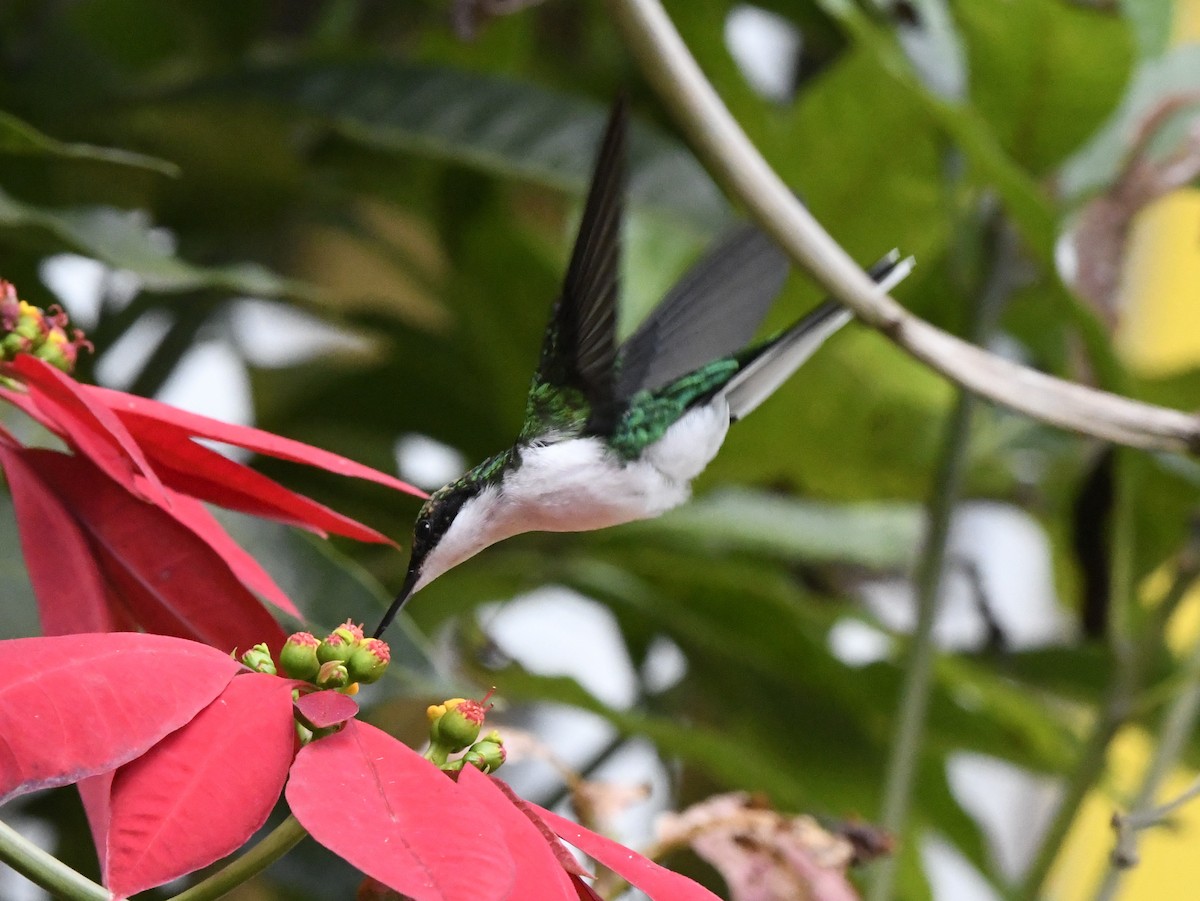 Colibrí Hada Occidental - ML611301843