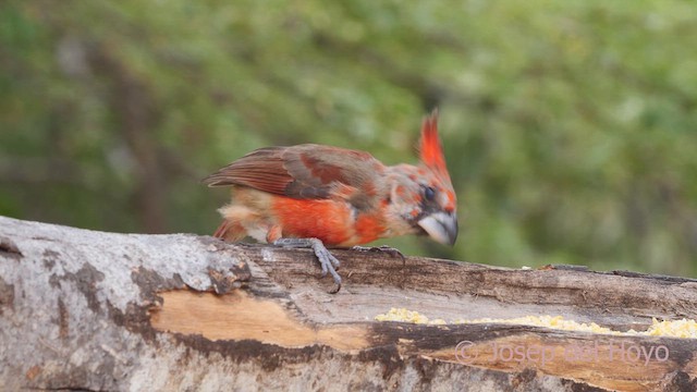 Vermilion Cardinal - ML611301867