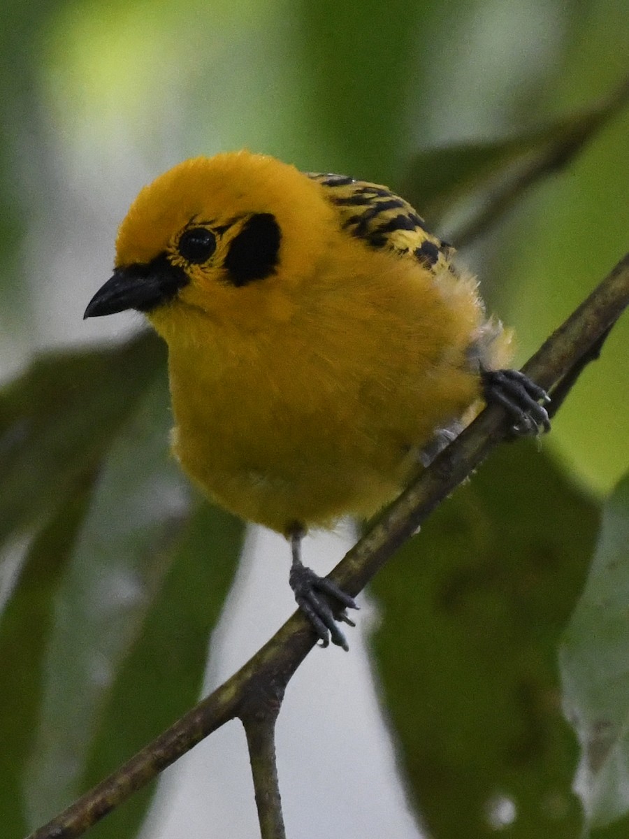 Golden Tanager - ML611301871