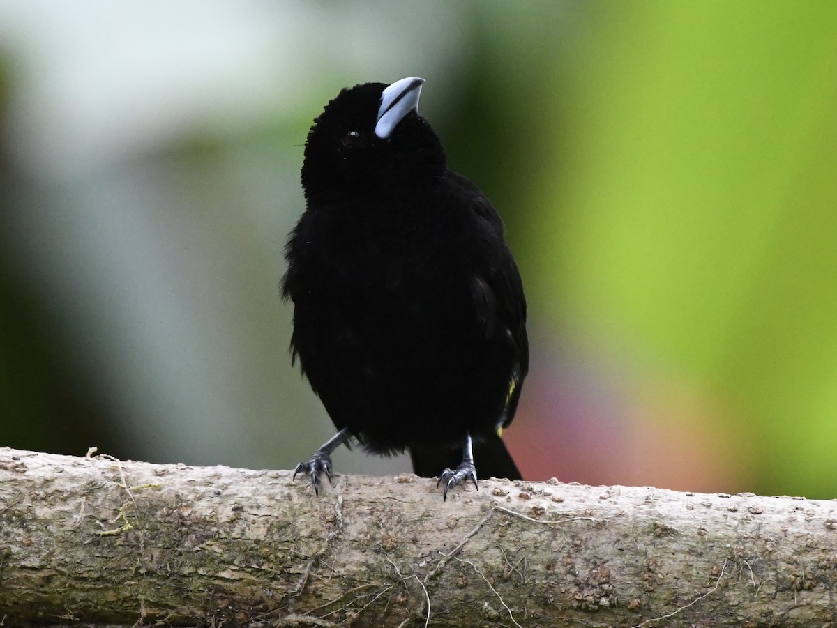 Flame-rumped Tanager - ML611301895