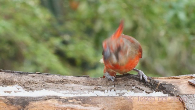 Vermilion Cardinal - ML611301904