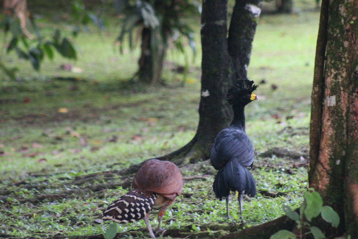 Great Curassow - ML611301924