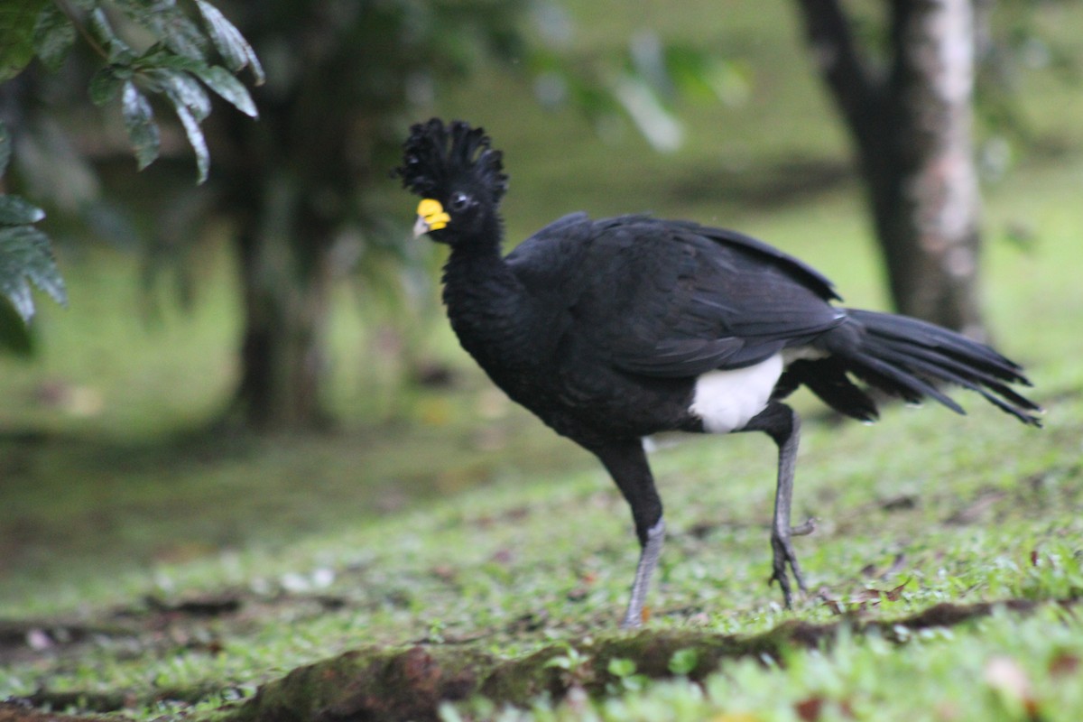 Great Curassow - ML611301925