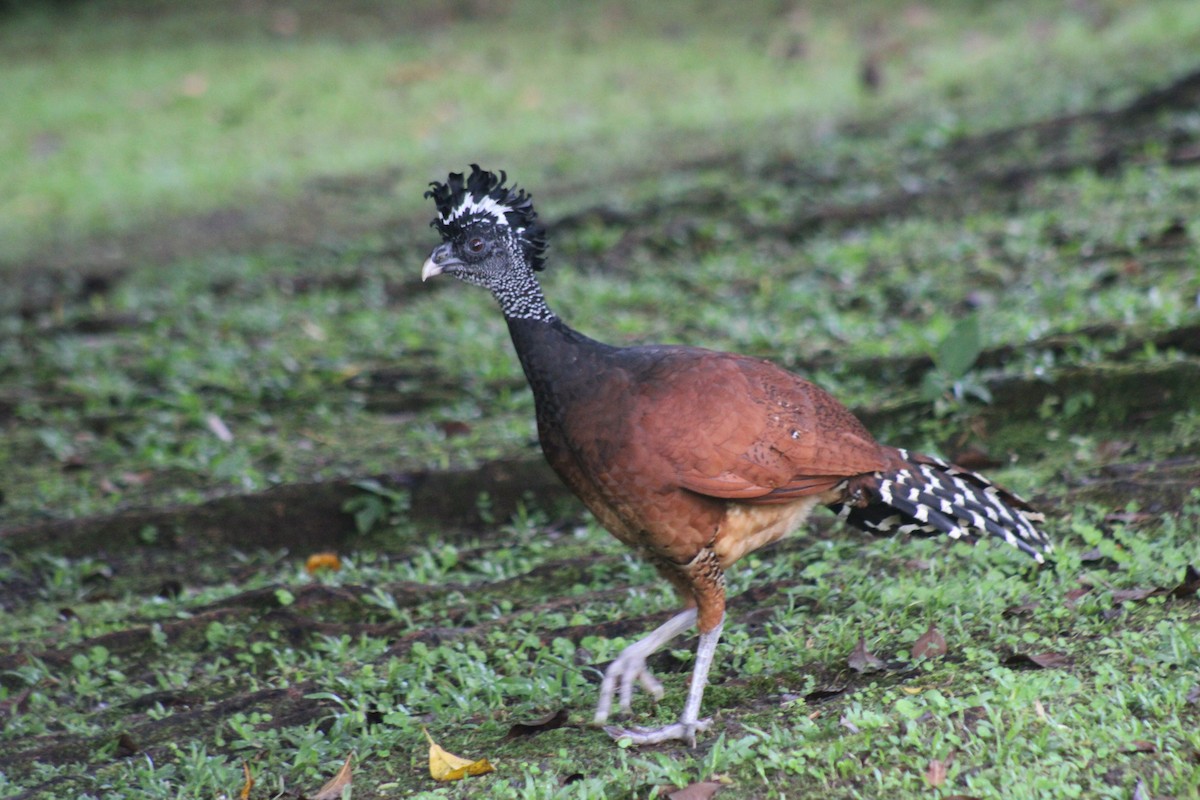 Great Curassow - Dan Mackesy