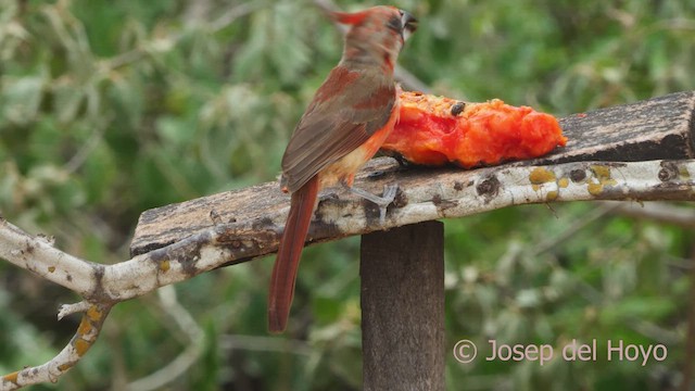 Vermilion Cardinal - ML611301934