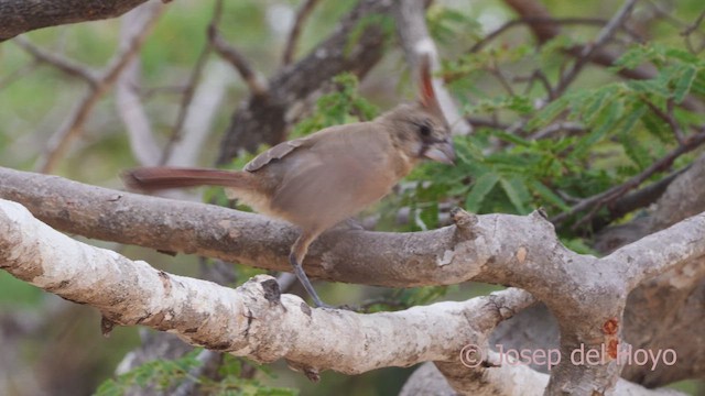 Cardenal de la Guajira - ML611301946