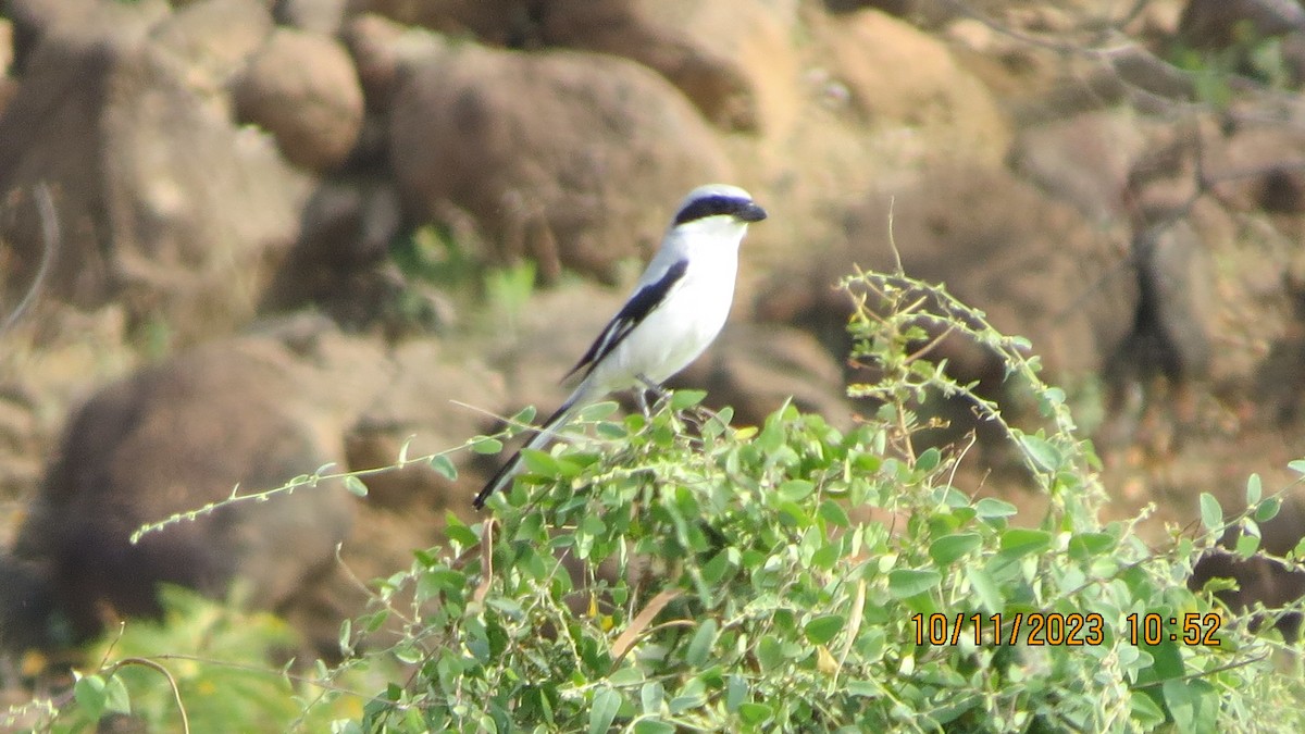 Great Gray Shrike - ML611301987