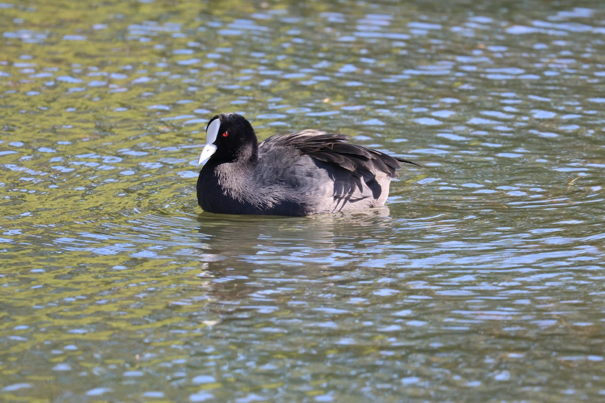 Eurasian Coot - Bhubordee Ngamphueak