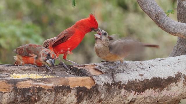 Vermilion Cardinal - ML611302001