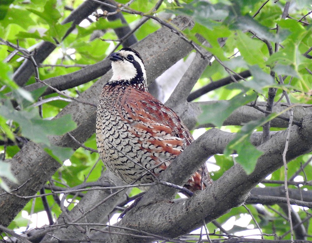 Northern Bobwhite - ML61130201