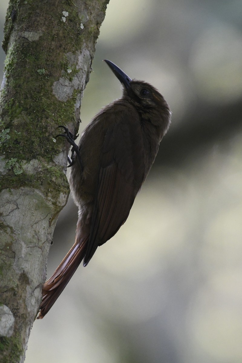 Plain-brown Woodcreeper - ML611302035