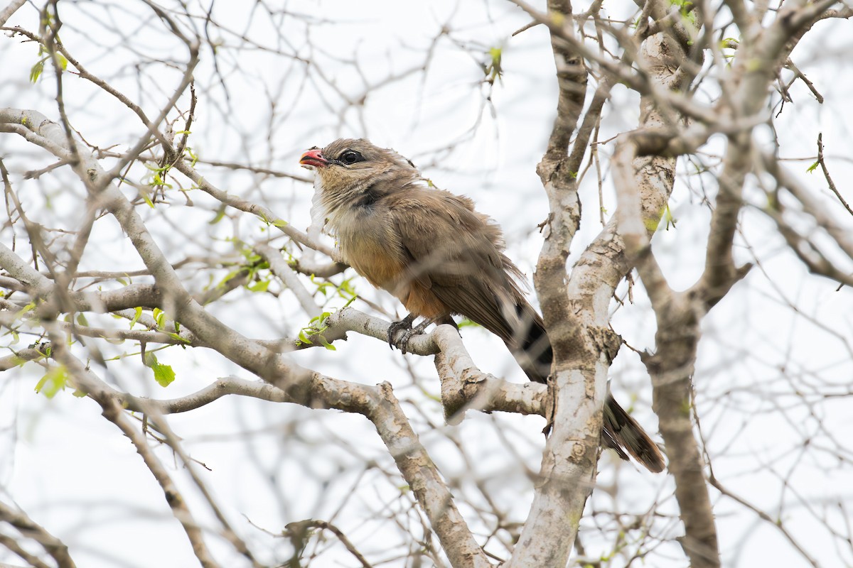 Sirkeer Malkoha - ML611302036