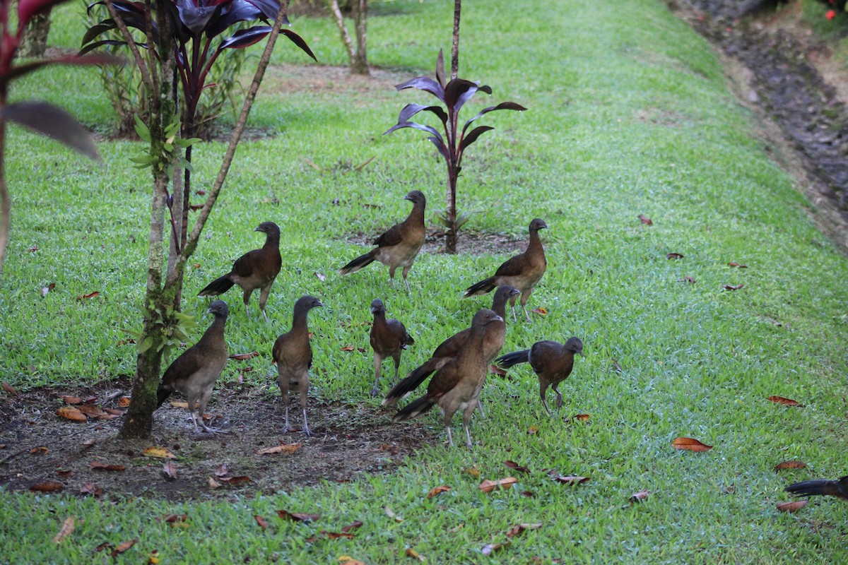 Gray-headed Chachalaca - ML611302082