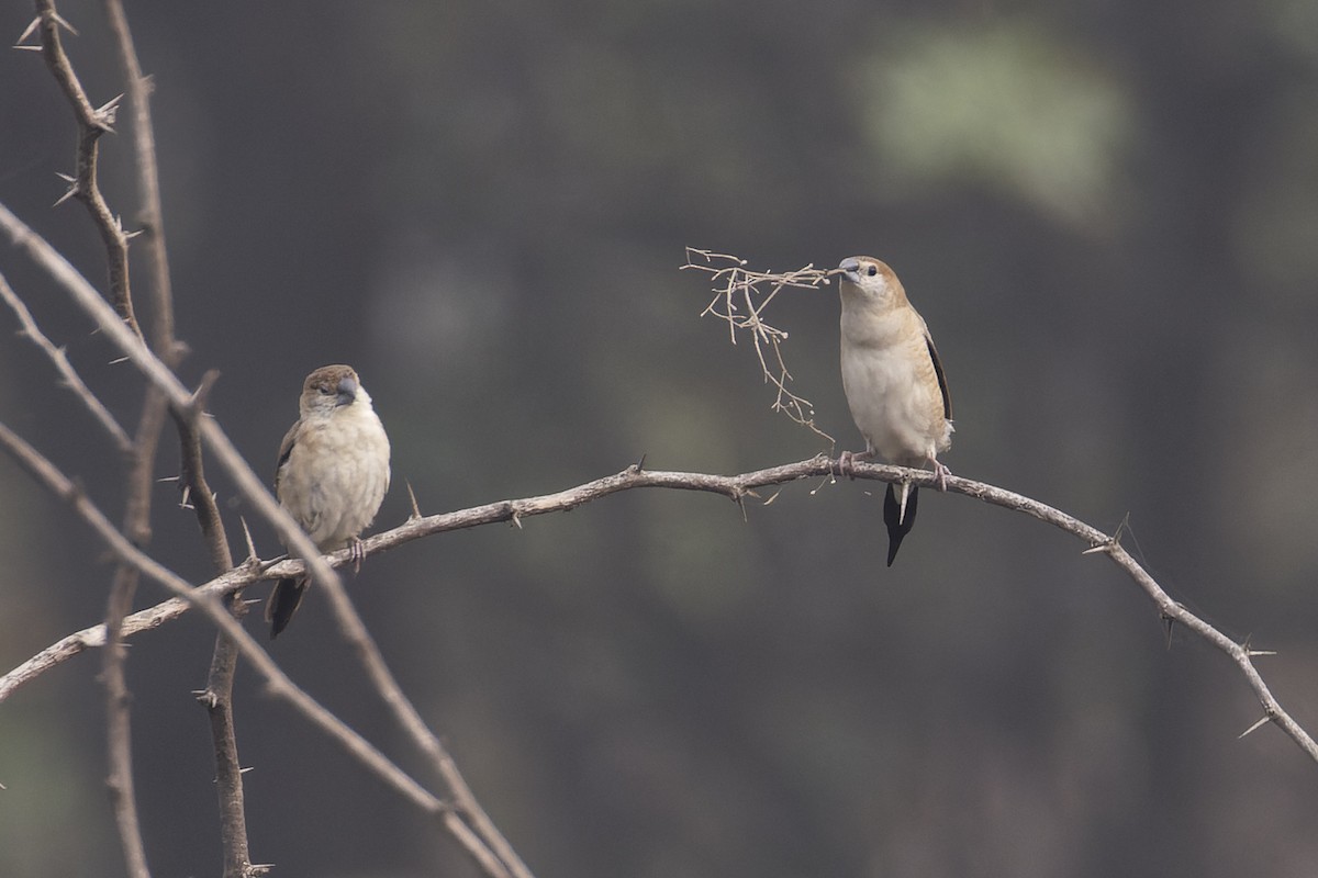 Indian Silverbill - ML611302085