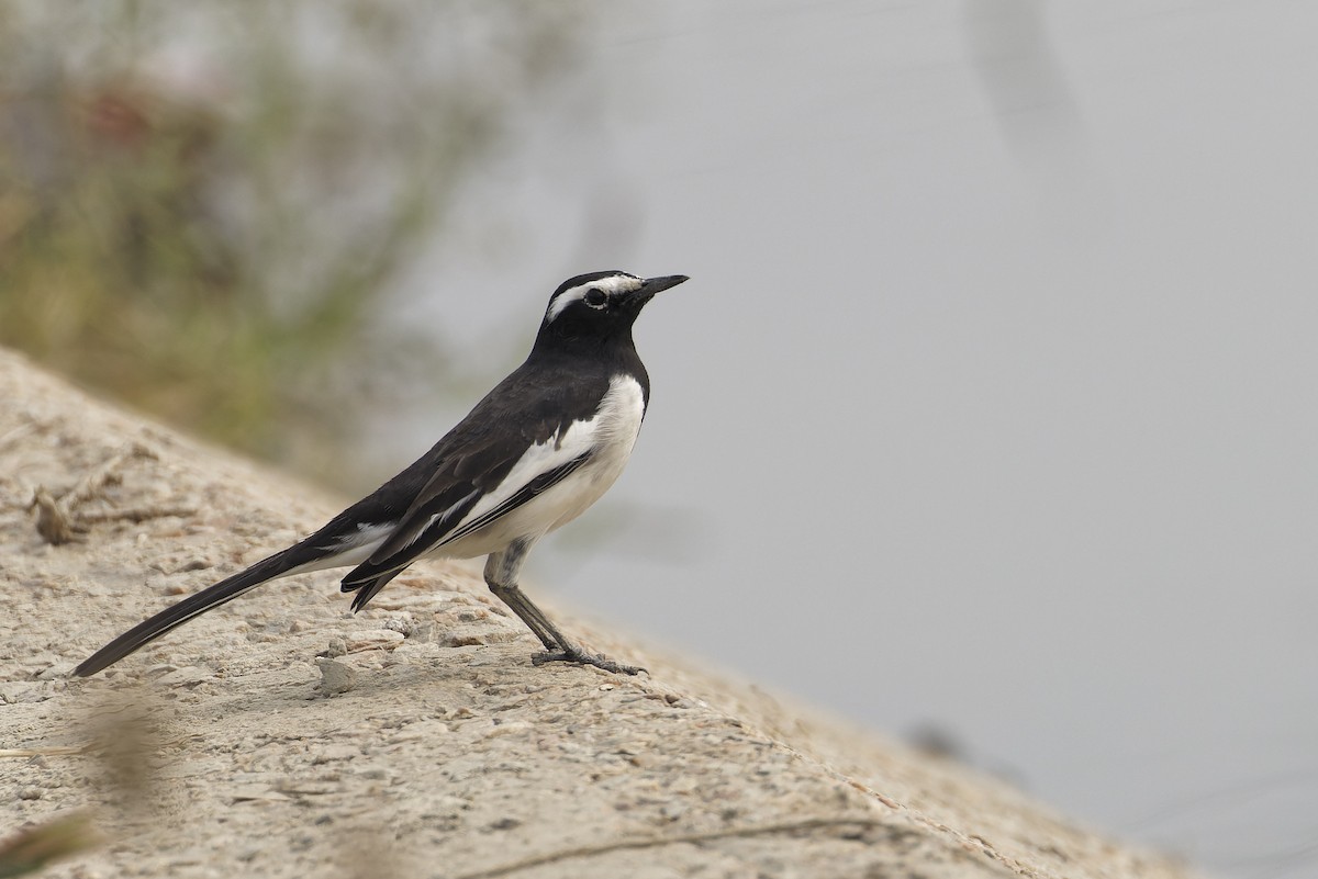 White-browed Wagtail - ML611302107