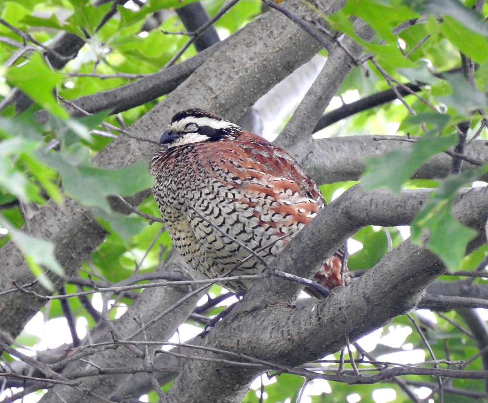 Northern Bobwhite - ML61130211