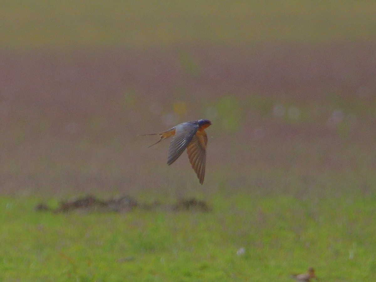 Barn Swallow - ML611302153