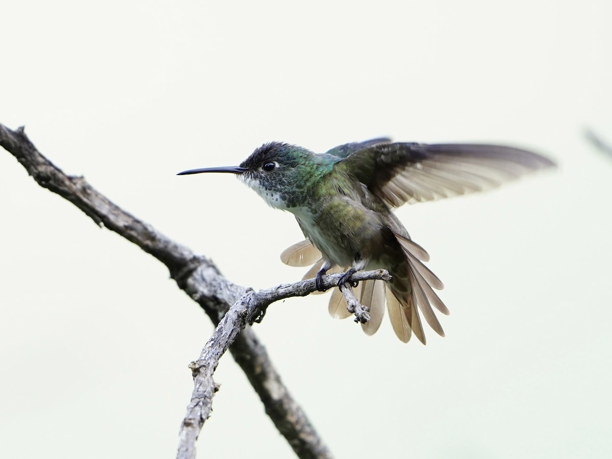 kolibřík azurovotemenný - ML611302207