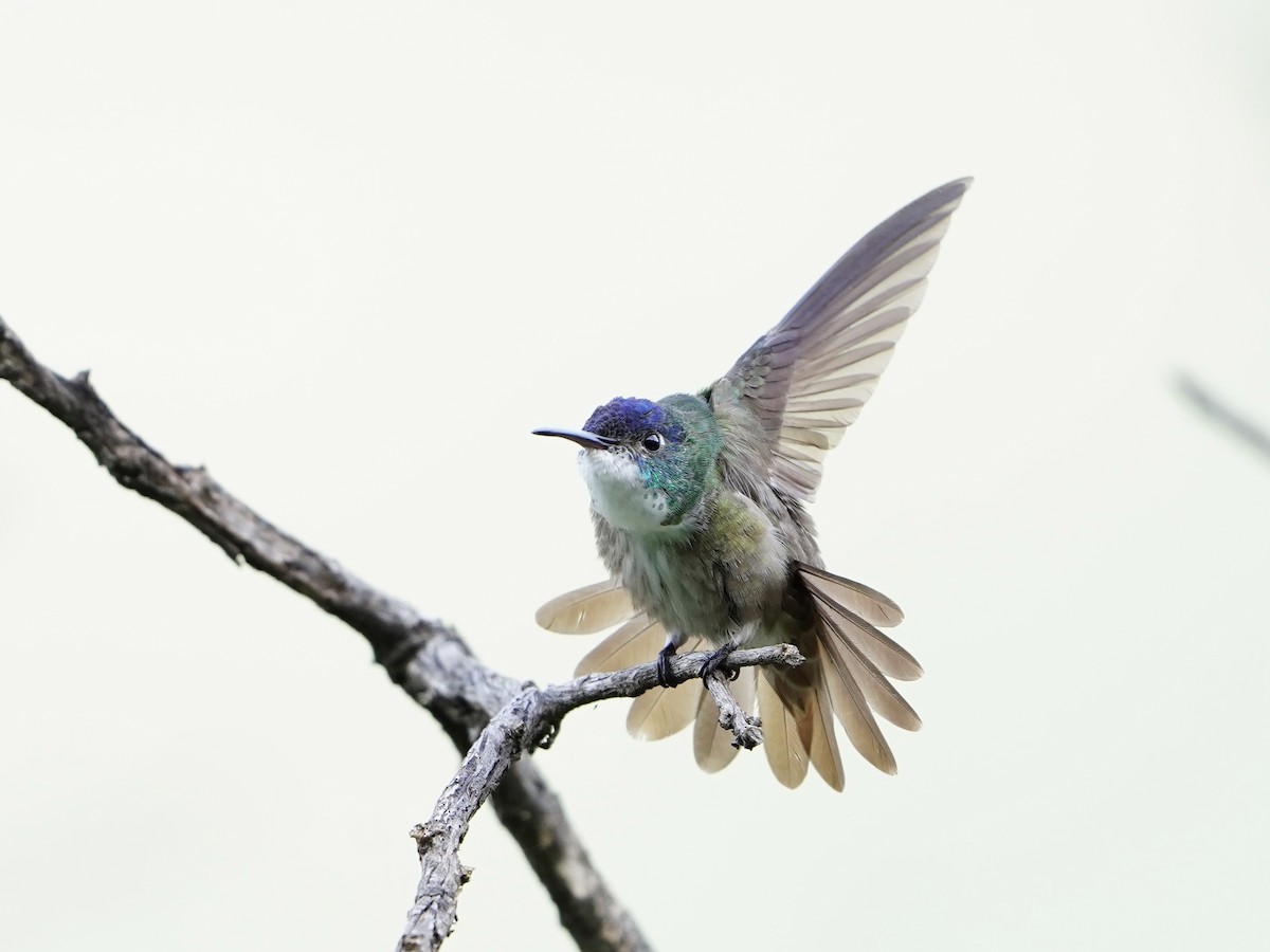 kolibřík azurovotemenný - ML611302209
