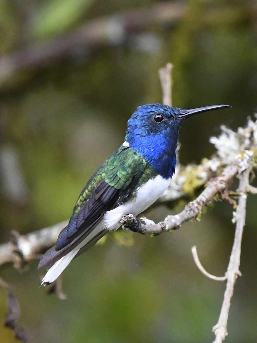 White-necked Jacobin - ML611302210