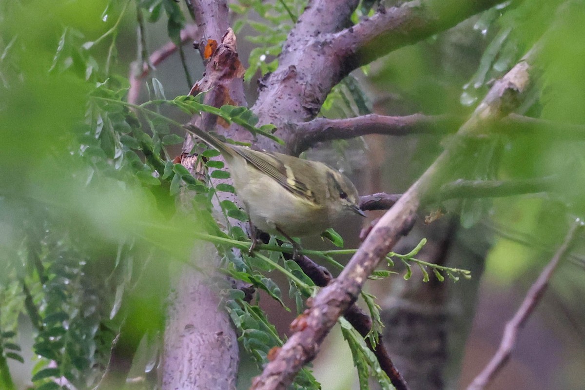 Hume's Warbler - ML611302239