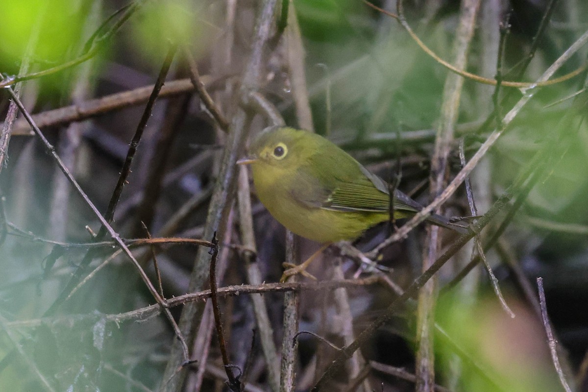 Whistler's Warbler - ML611302243