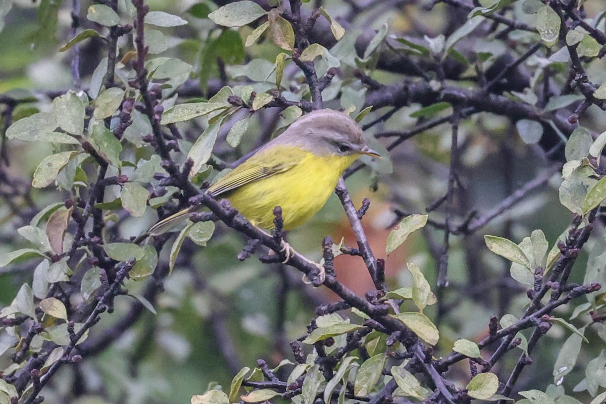 Mosquitero Cabecigrís - ML611302254