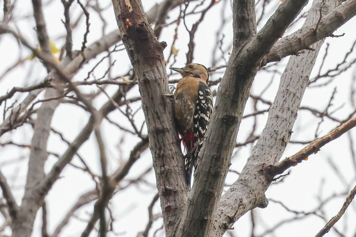 Fulvous-breasted Woodpecker - ML611302255