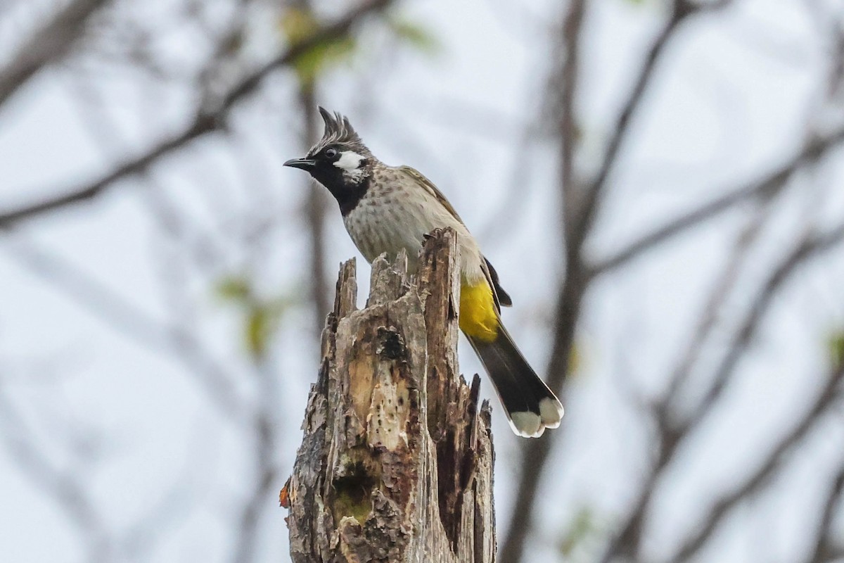 Bulbul Cariblanco - ML611302259