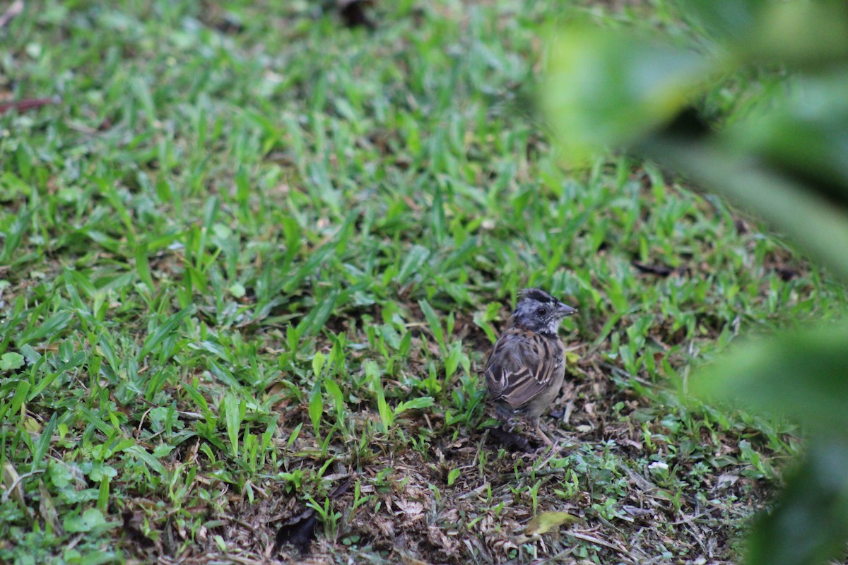 Rufous-collared Sparrow - Dan Mackesy