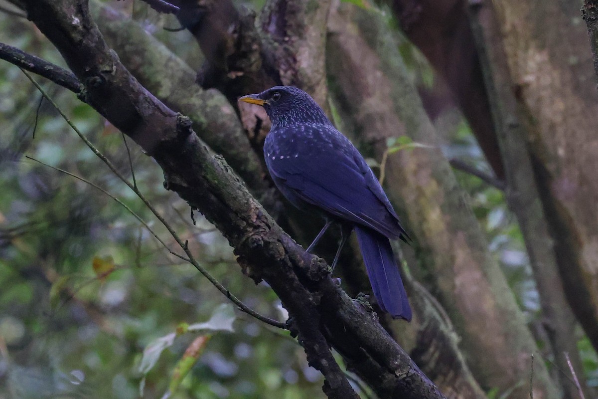 Blue Whistling-Thrush - ML611302266