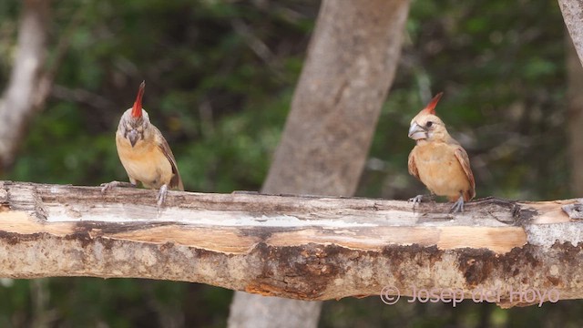 Vermilion Cardinal - ML611302274