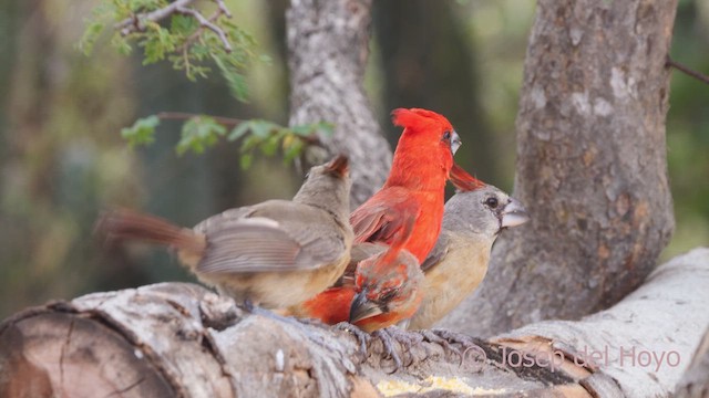 Cardenal de la Guajira - ML611302295