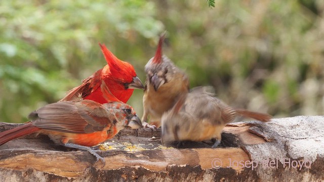 Vermilion Cardinal - ML611302325